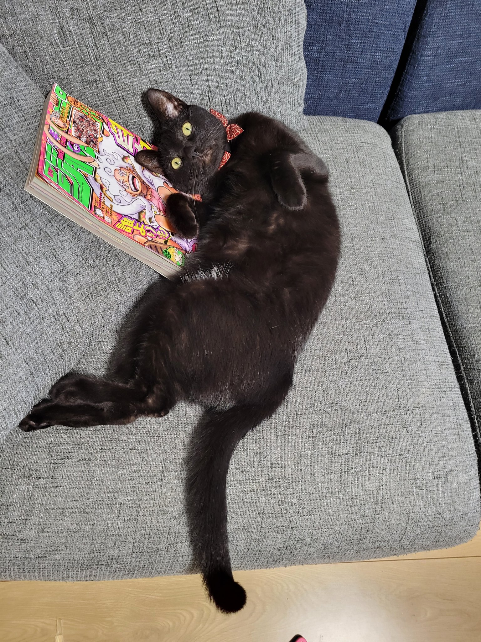 仔猫を拾ったので 1617日目 尻尾の付け根を撫でられたりポンポンされるのが好きな黒猫 ごはんの最中 は うまい うまい と食事に夢中でポンポンしても尻尾が垂直に上がるだけで食べ続けるが 昨日の影響か 付け根を触ったら一旦食事を中断し 仔猫を拾ったので 1617日目 尻尾の付け根を撫でられたりポンポンされるのが好きな黒猫 ごはんの最中 は うまい うまい と食事に夢中でポンポンしても尻尾が垂直に上がるだけで食べ続けるが 昨日の影響か 付け根を触ったら一旦食事を中断し
