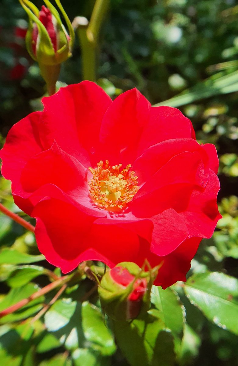 weareoutnc's tweet photo. blumenfotografie #photography #powerofnature #flowerpower #naturfotografie #flowerphotography #blume #pflanzen #flowersofinstagram #blumenfotografie #flowerlovers #sommer #love #fotografie #blütenpracht  #blütenmeer #blütenzeit https://t.co/LQXR6VlpST