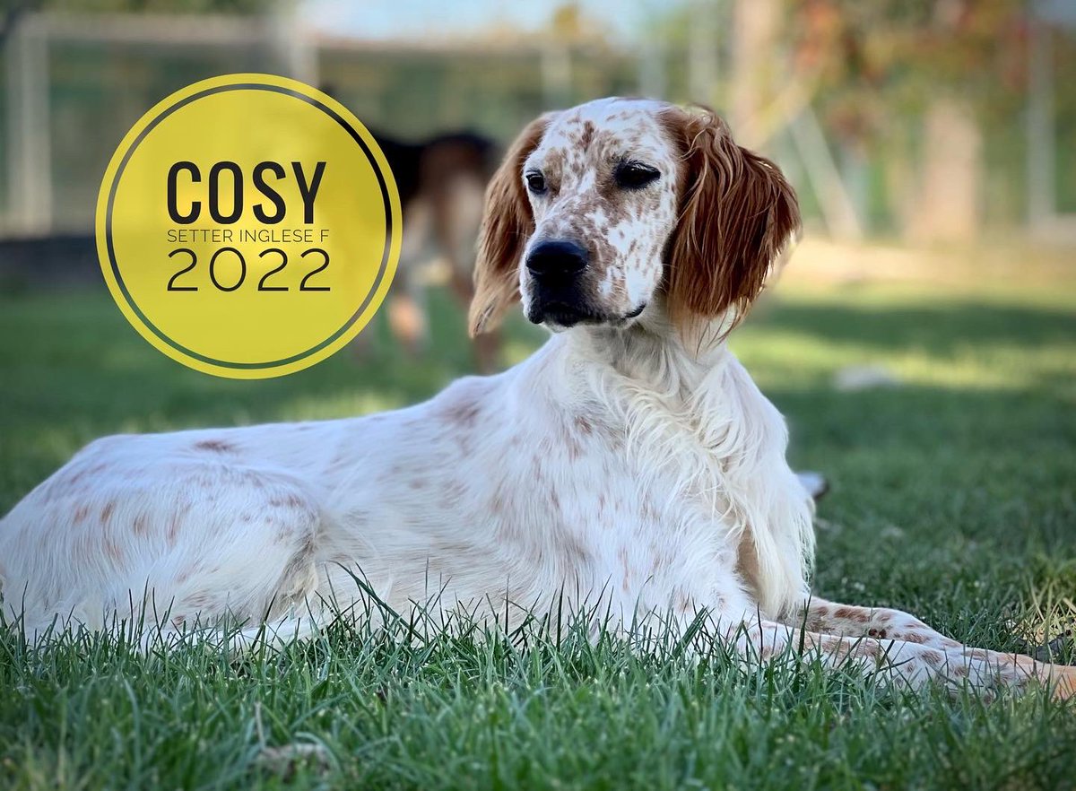 Cinoservizio's tweet photo. #cinoservizio #wearebizzuno #caniledibizzuno #bassaromagna #adottauncanedalcanile #AdoptDontShop #setter #setteringlese @AdozioniX @adotta_me @adozionianimali @Adottamisubito https://t.co/bG2j0hopH0
