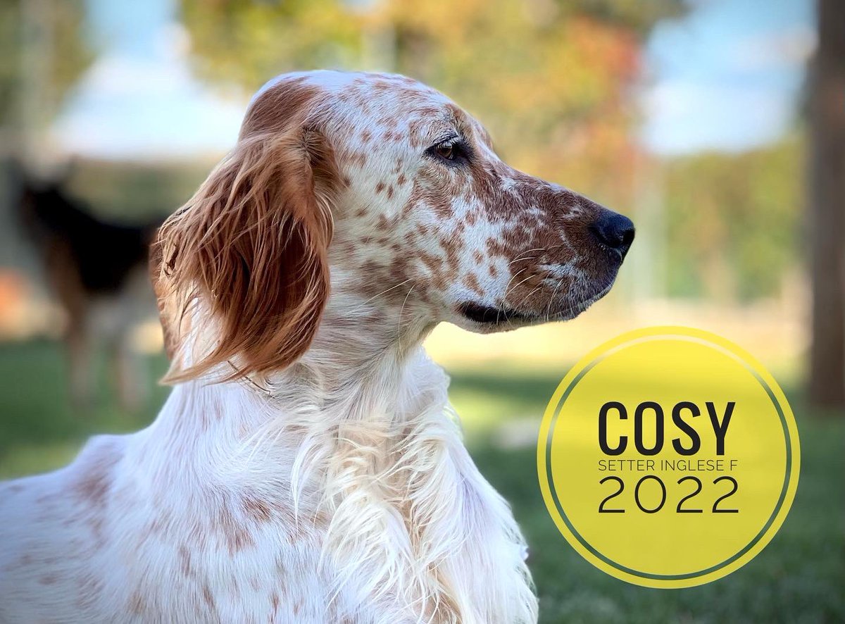 Cinoservizio's tweet photo. #cinoservizio #wearebizzuno #caniledibizzuno #bassaromagna #adottauncanedalcanile #AdoptDontShop #setter #setteringlese @AdozioniX @adotta_me @adozionianimali @Adottamisubito https://t.co/bG2j0hopH0
