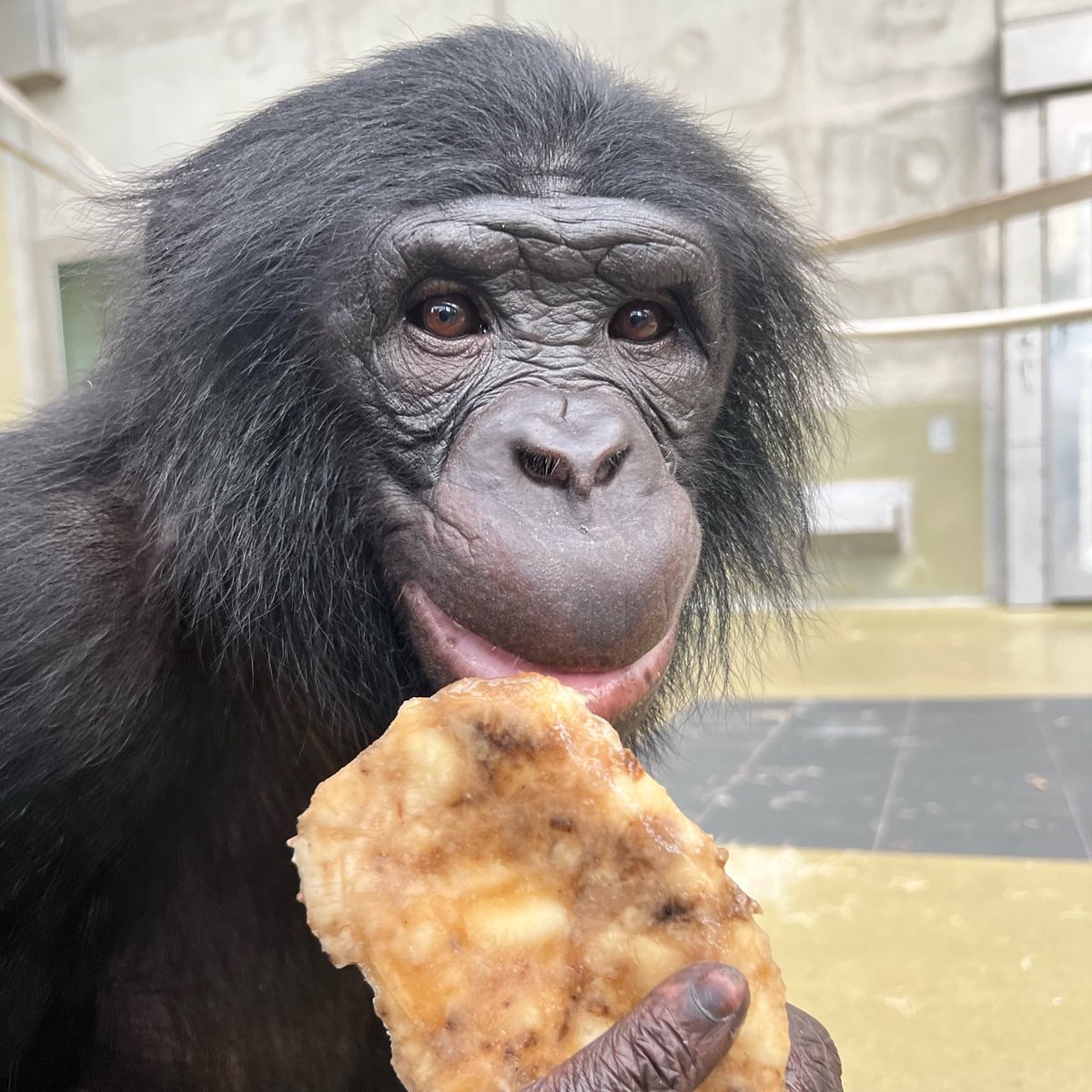 ApeInitiative's tweet photo. Frozen fruit treats, aka “ice surprises”, are just one type of enrichment that the bonobos receive each day! We measure the amount of time the bonobos engage with each enrichment item to inform our care program. At Ape Initiative, science and animal welfare go hand-in-hand! https://t.co/vpcFKSuXSY