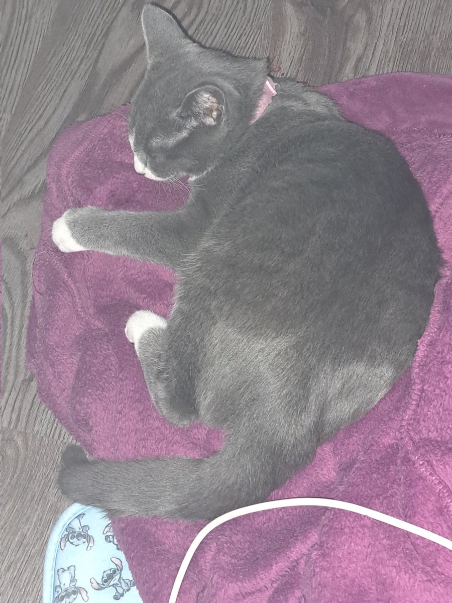 cindy_roest's tweet photo. @ilsaatje_ Dit is muis maar als je er meer wil laat maar weten ik heb er nog 4 https://t.co/pv4RFp5O1Z