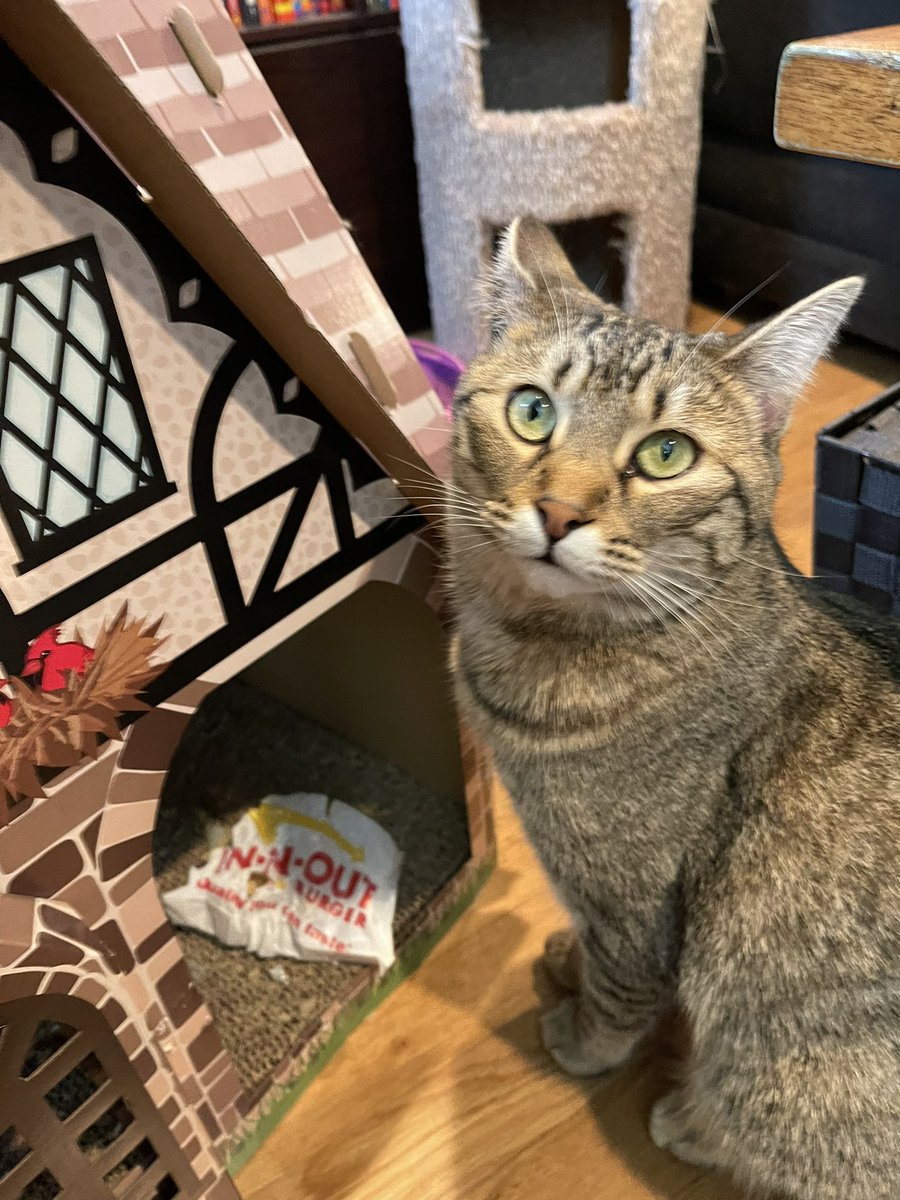 Andrea56822453's tweet photo. #PhotoChallenge2022September 
Day 21: dear diary 
Dear diary, I led mama to Basils secret hiding place where she found some scraps from the trash can! Boy, is he in trouble now! Maybe mama will give me all his treats!🐟
#CatsOfTwitter #cats #WhiskersWednesday https://t.co/4nQXBTCPNh