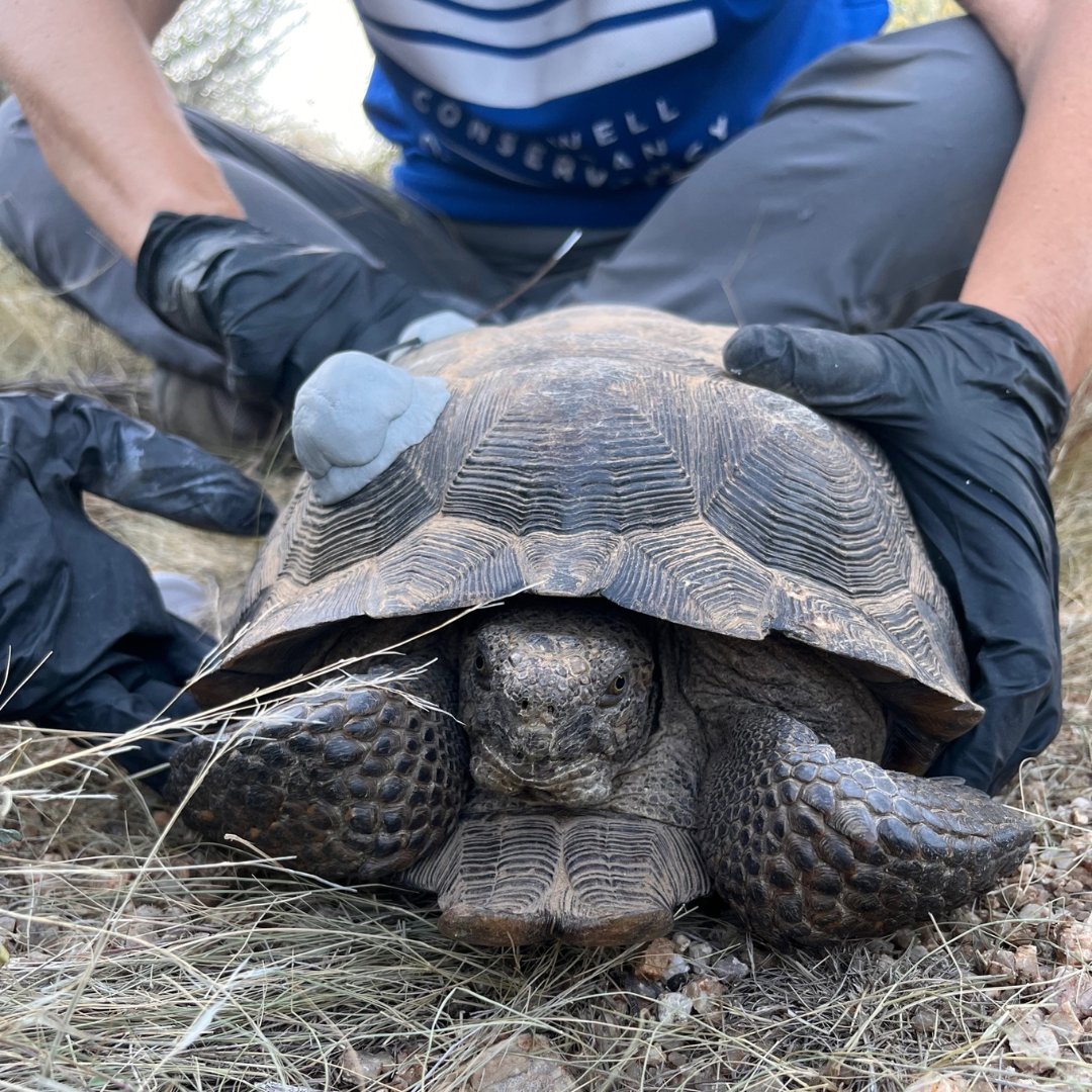 Tortoise News🐢:We are excited to introduce 39! 

Our tortoise team found a large male tortoise and placed a radio transmitter on him. 39 is the 20th tortoise we are tracking as a part of our Tortoise Movement Study, and the final tortoise we needed to hit our desired sample size
