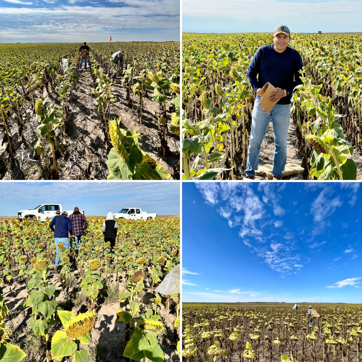 true_bug's tweet photo. Time to hand-harvest sunnies! @Luis17ochoa https://t.co/YDaxMxKGHf