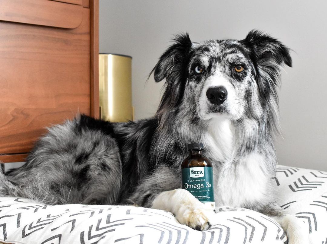 Our Plant-based Omegas are made from natural (non-GMO) marine microalgae, organic flaxseed, and vitamin E from sunflowers. 🌻 Sustainably sourced with no animal products, gluten, dairy, soy, GMO, or sugar.

📸 bend.brothers

ferapetorganics.com