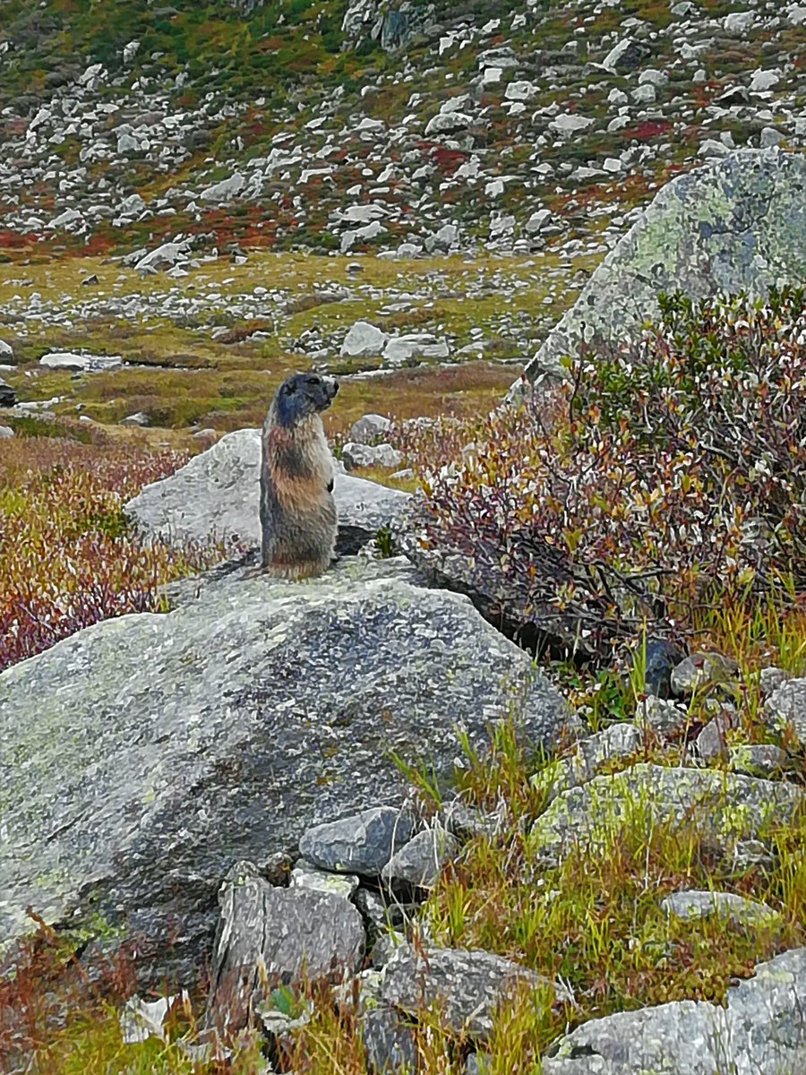 Marmotte di casa nostra Monte Rosa
#monterosa #marmotta #animali #FREE #ClimateEmergency 
<a href="/Mario16604832/">Mario Corbatto</a> <a href="/anboemo/">Antonio Boemo</a> <a href="/marina52182/">Marina ☃️☃️</a> <a href="/WWF/">WWF</a>