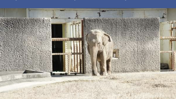 ElephantsRule's tweet photo. #RIPHanako, 51 years old, has died at Hamamatsu Zoo, Japan. She lived in solitude for 15 years.😭💔
#freeJapanelephants @japanelephants #japan🆘
#sanctuary #freeMiyako https://t.co/IrDrF5nQis