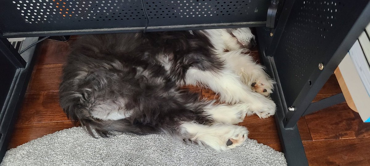 Nessas_Lair's tweet photo. My edibuddy napping under my desk while I take a break between #ACESAccelerate sessions to install some new macros I learned about 😁 #ACESAnimals @ACESEditors https://t.co/TUSu9DlmTK