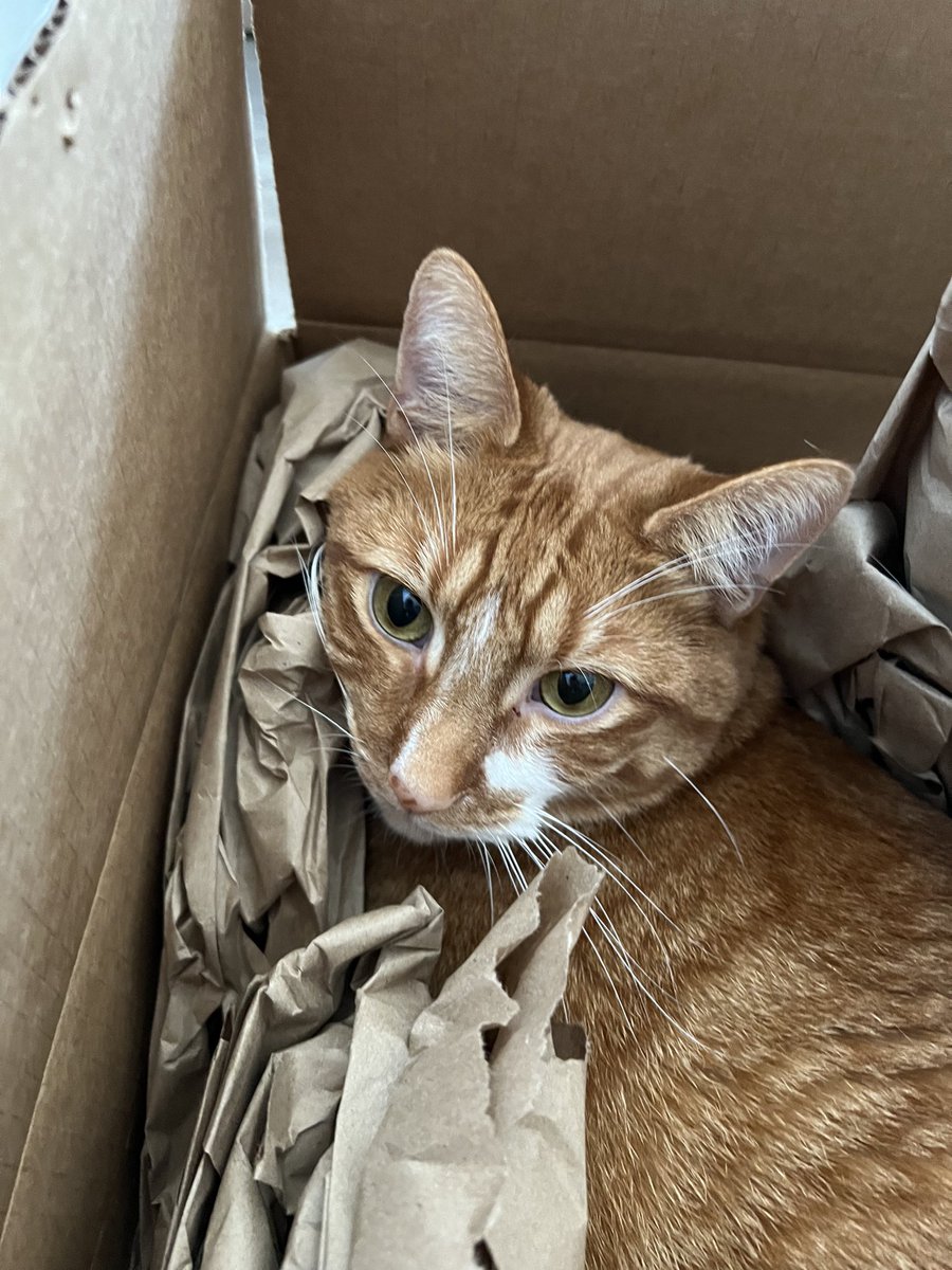 tito_kitty's tweet photo. ime th trash man ! in th trash bogs ! https://t.co/QgueoguOYf