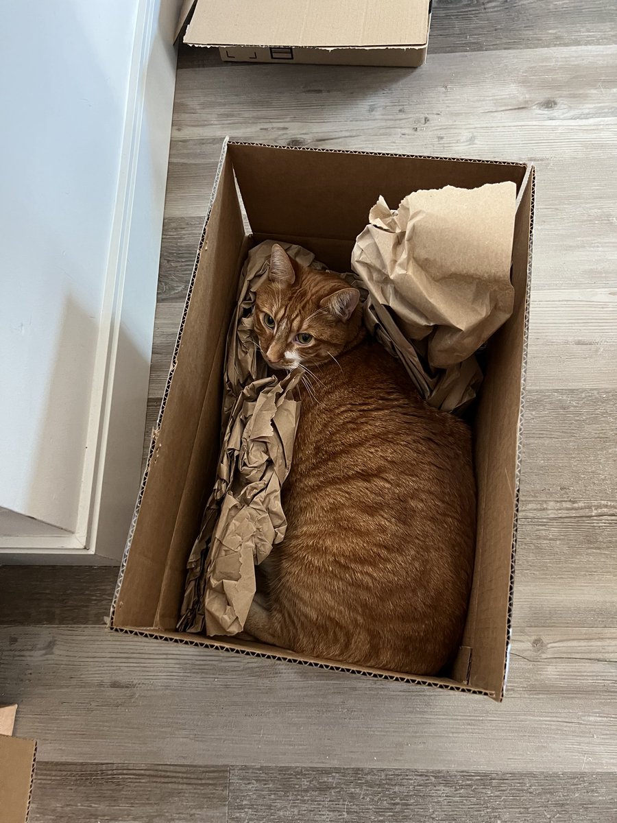 tito_kitty's tweet photo. ime th trash man ! in th trash bogs ! https://t.co/QgueoguOYf