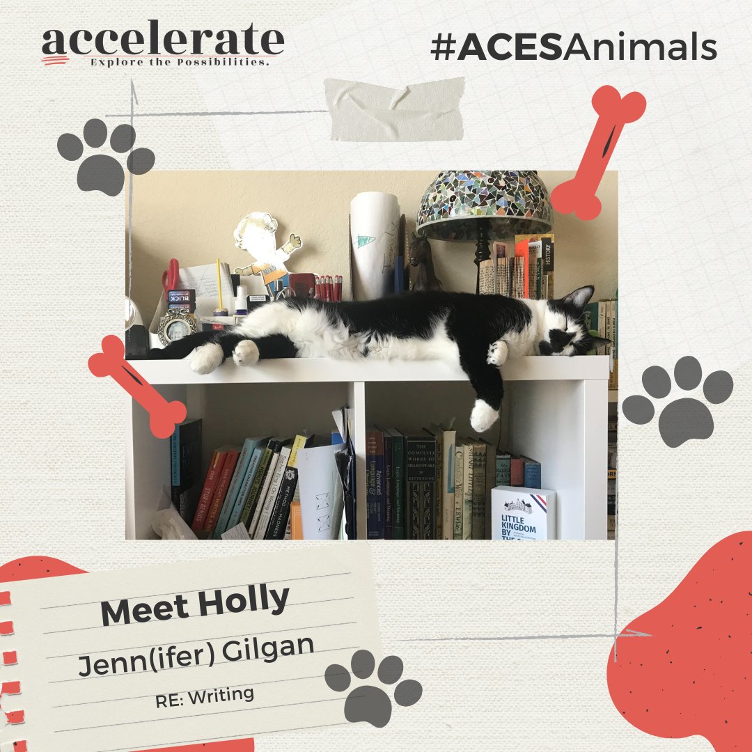 j_a_gilgan's tweet photo. Holly needs to rest up before the post-lunch sessions at #ACESAccelerate #ACESAnimals https://t.co/gCt0cFojSK