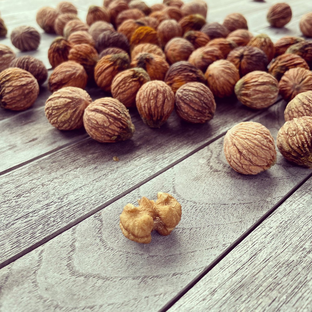 TajKatt's tweet photo. @DrIanWeissman A perfectly shucked, intact walnut from our farm @KattleRanch https://t.co/52786l1fxa