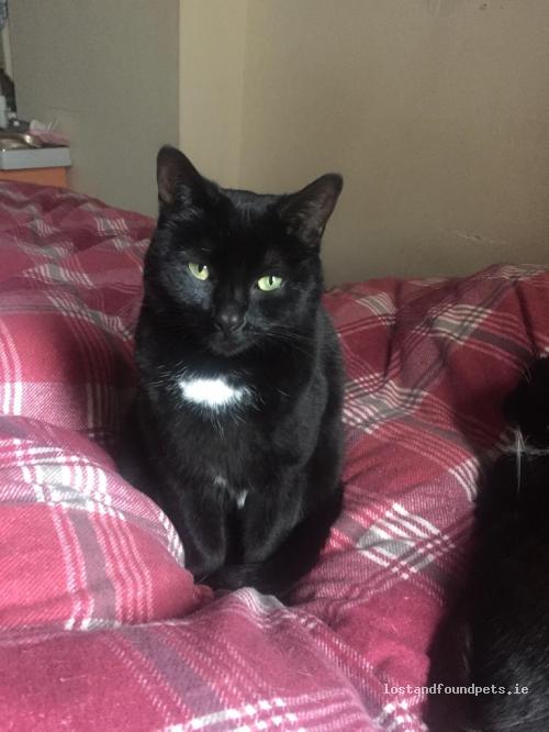 A female cat was lost on 25/06/2022 in Courtlands, Cabinteely, #Cabinteely lostandfoundpets.ie/rdby3d #lpie