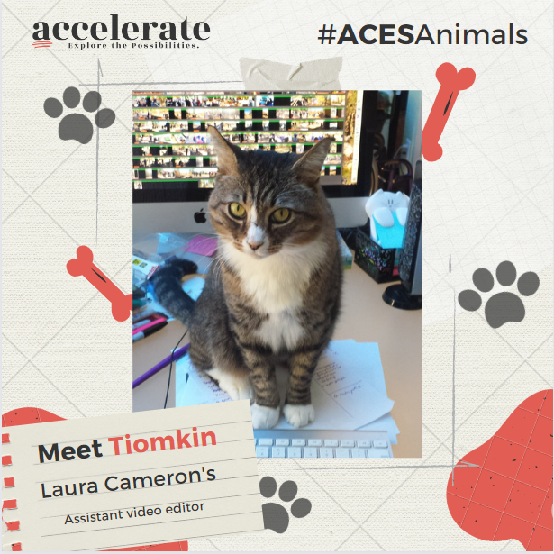 AuditorsEditor's tweet photo. This is Dmewtri Tiomkin, my assistant video editor. He and Ella Kitzg' dropped by my #ACESAccelerate session on #GoodGovernment editing jobs this morning. (Just in case there were snacks.) #ACESAnimals https://t.co/WoMFrG4hSQ