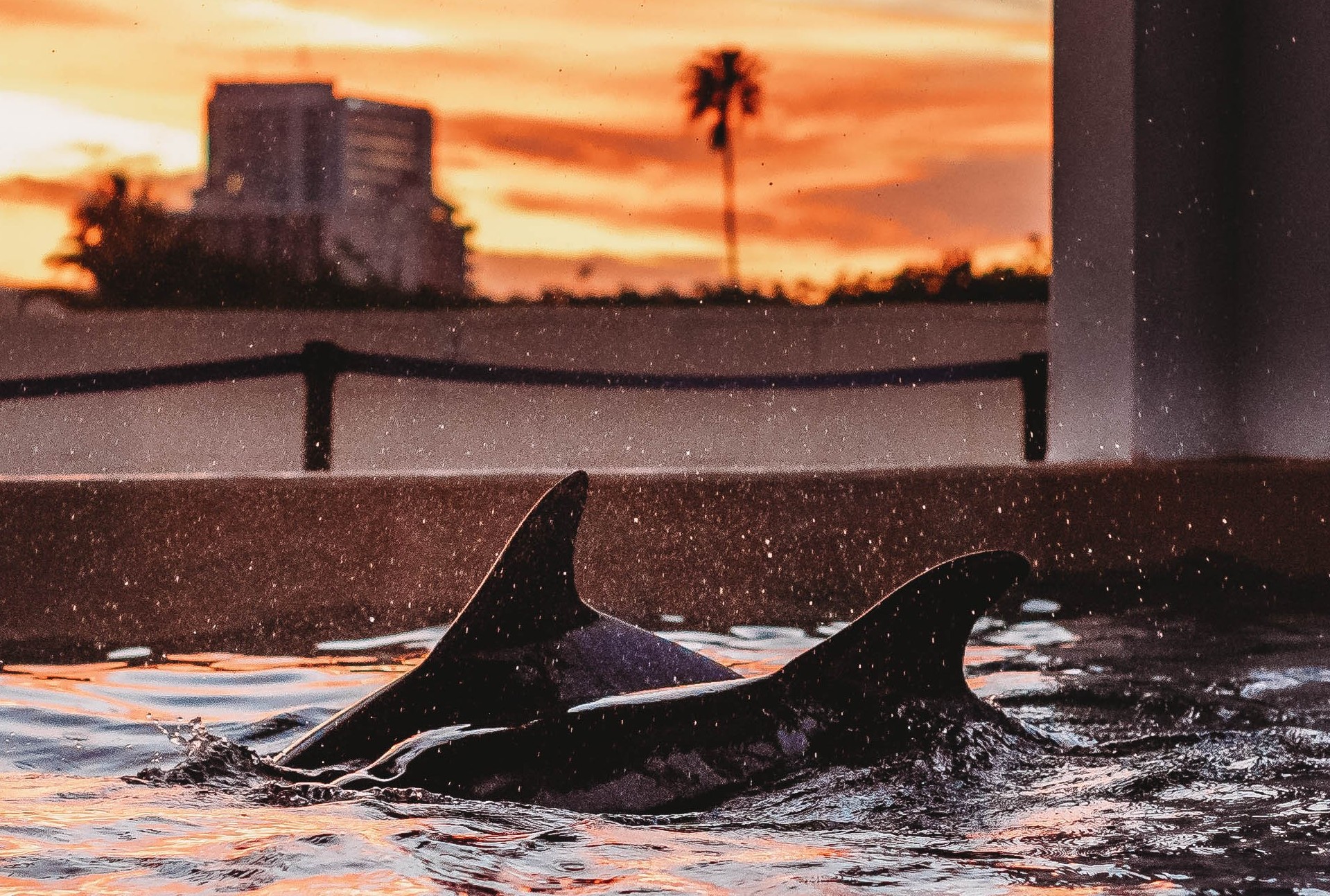 Clearwater Aquarium on Twitter "🎶Do you remember, the 21st night of September!🎶 https//t.co