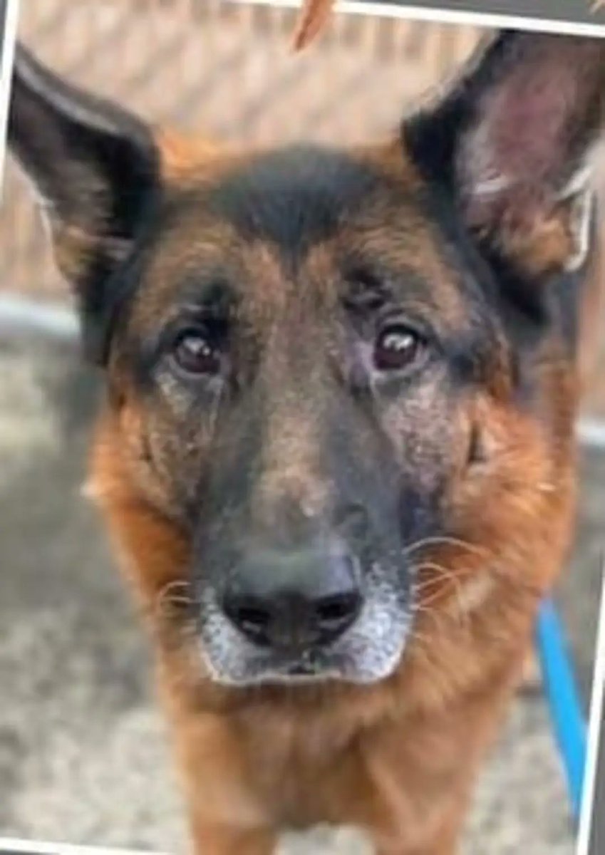 MyBoxerLuvMac1's tweet photo. 💔Subaru💔
#NYCACC #150454 7y
▪️To Be Killed: 9/22💉
Devoted, protective👪 pet of 7yrs is💔, after dumped 4 no time! Smart, affectionate, shy w strangers, course terrified! Sterling resume, gd on walks w select staff. Needs loving, N.East #Foster, 2 decompress. #pledge
💞Subaru https://t.co/sU19c6d6ki