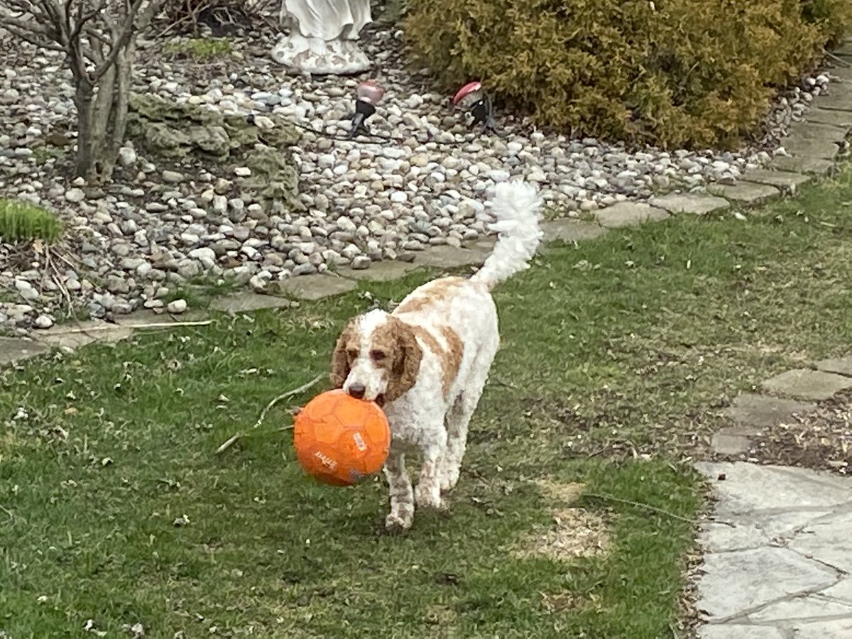 createurownart's tweet photo. Its #WorldGratitudeDay what are you grateful for? I’m grateful for my family, balls, and pizza left on the counter.. cuz I eventually get it!😂 #dogsoftwitter #friendsontwitter #family #love https://t.co/1CtQJozFhF