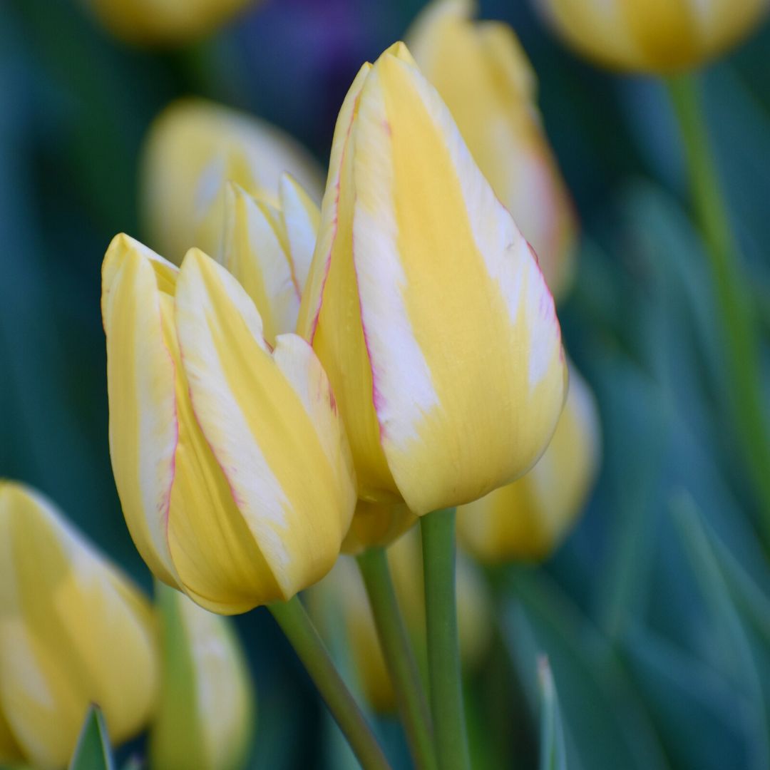 Antoinette is a multi-flowered tulip, which means you get 3 to 5 blossoms per stem. More flowers gives plantings a fuller look, and it takes just a couple stems to make a pretty bouquet.