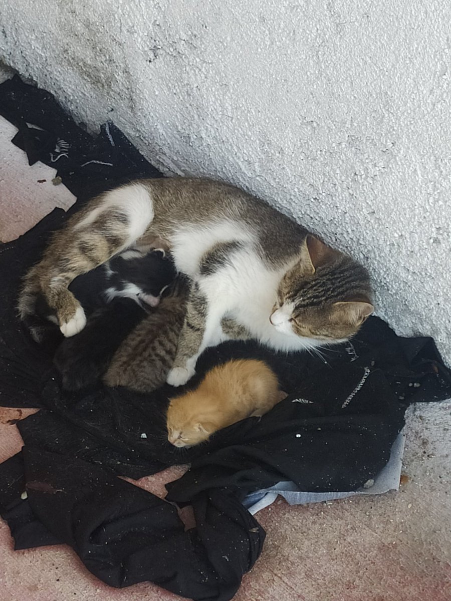 Sarı canı sahiplenir inşallah çöplüğe bırakmışlardı 😔