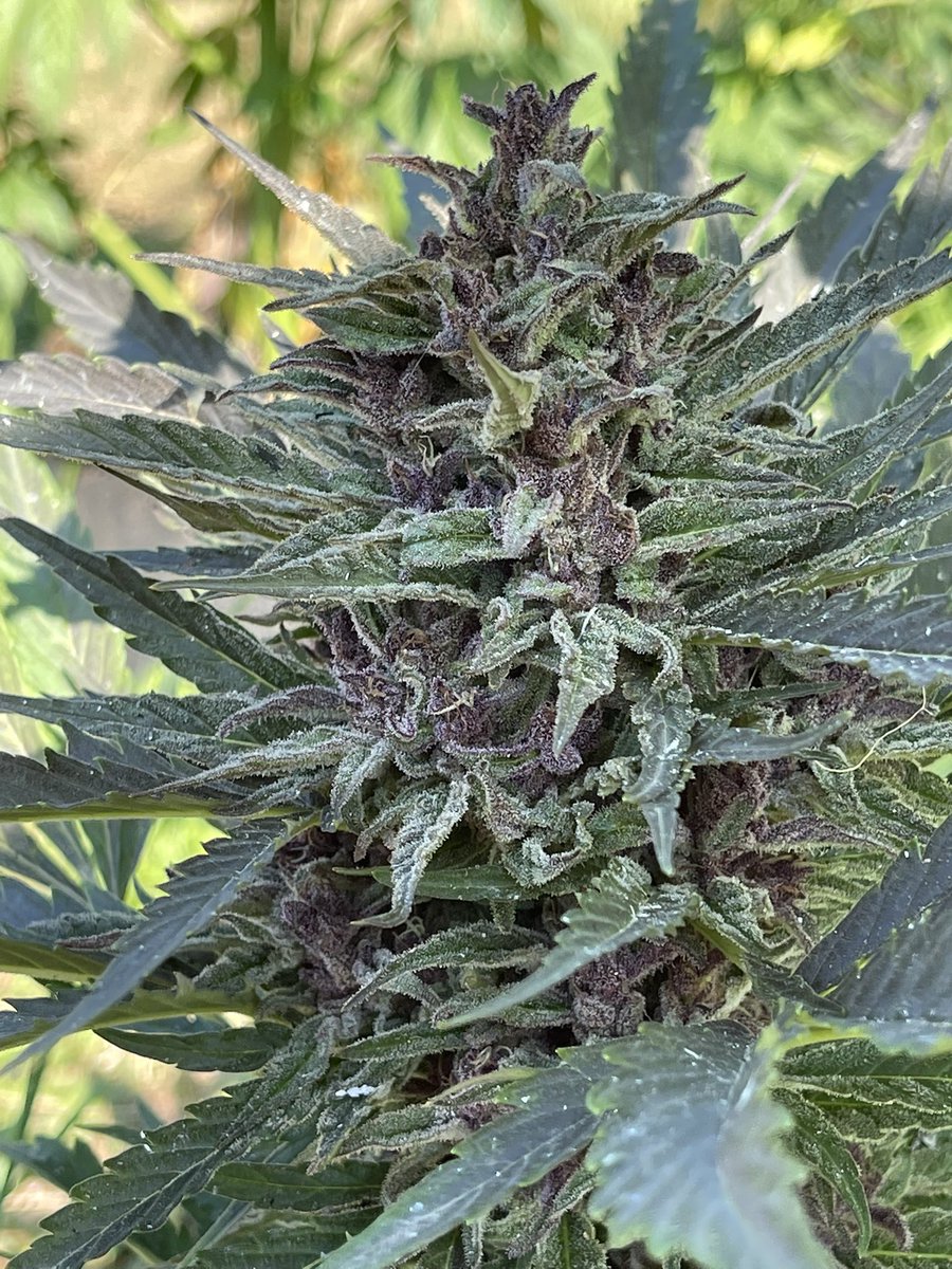 Silver Strawberries Auto about ready to get the chop ✂️ 

This plant was seeded with a Fast Haze male, Mini Strawberry Haze Auto coming soon 🤫 

#Greenhandgenetics #mmemberville #autocultivo #growyourown #legalizeit #seedsherenow #dank