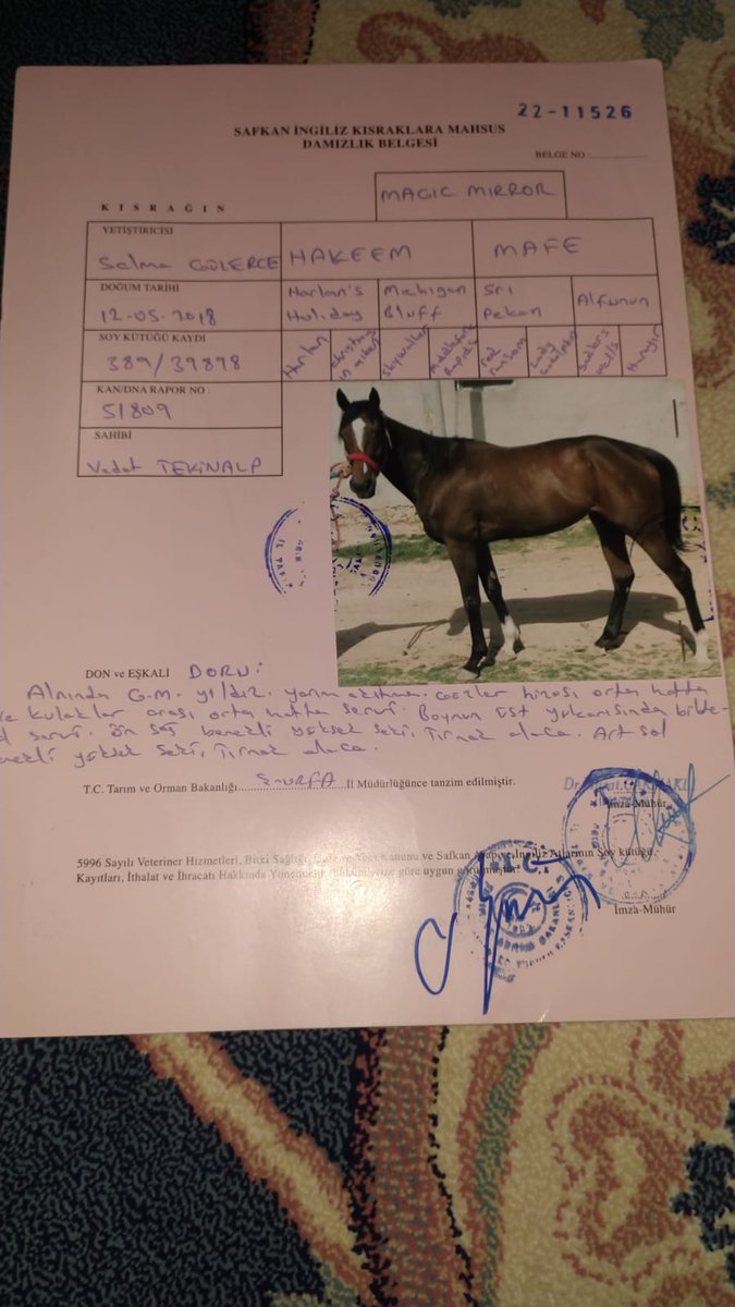 EUPHRATES ten gebe kısarağimiz satılıktır fiyat 140 bin pazarlık payı var.