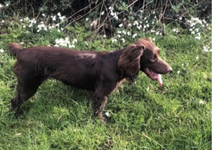 rosieDoc2's tweet photo. #SpanielHour
MILLIE female/adult brown #cocker ran off from home ๐ค
2/7/22
#SY7 #RowtonGrange area
Friendly CHIPPED / TATTOOED/ SPAYED
What happened to make her run ๐
https://t.co/jyavgDKcOR
@bs2510 @thomp918 @alid2912 @Gracieglo @webb73547525 @StrachanSusie @HunnyJax https://t.co/ZCLR4D7o1w