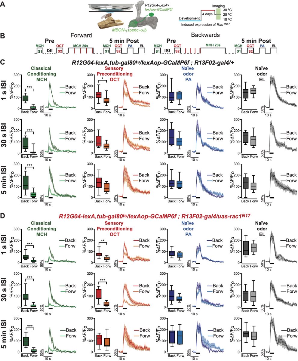 CervantesLab's tweet image. Our new manuscript, where we report physiological and behavioral evidence of olfactory unimodal sensory preconditioning in fruit flies, is now online at eLife:
Congrats to our students Juan Marinez and Prachi Shah from @GUBiology and Anna Phan @UAlberta 

elifesciences.org/articles/79107