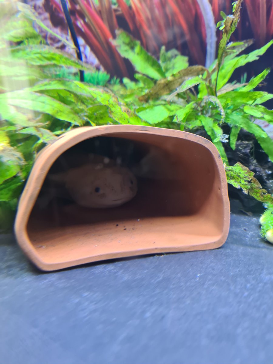 Taloola88's tweet photo. What's pink spotty and hides in a cave..... a frillis #axolotol https://t.co/KmQ0lQQdpD