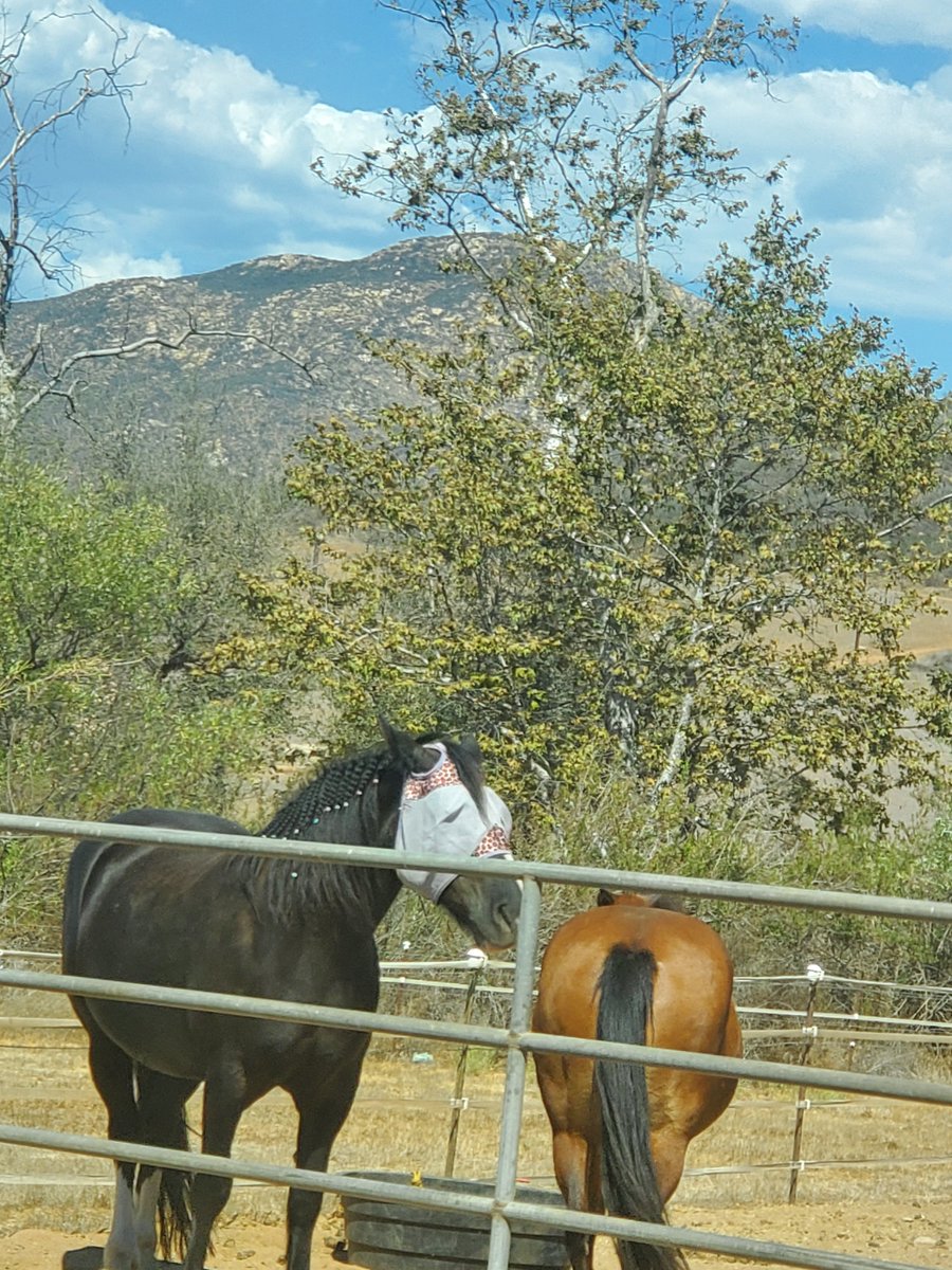 JenniferWirth8's tweet photo. Fiona #draftcross and pasture mate,  Annie.  The simple things...love seeing horses groom and "scratch" each other.  Focus on #happiness #simplejoys https://t.co/LkCEpxsb3D