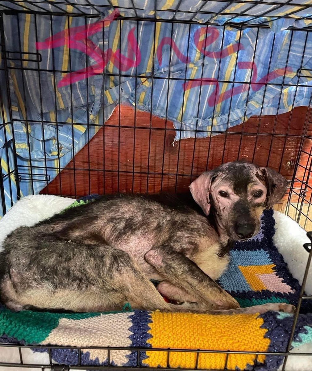 NoahArkrr's tweet photo. 🐾. ELY UPDATE 🐾

Just look at this lovely boy now,Ely was rescued by Camelia Popescu in June, he was in shocking state; malnourished, severe Mange, and basically petrified of everything, poor Ely was then diagnosed with heart worm. https://t.co/iRB4Di8Dvp