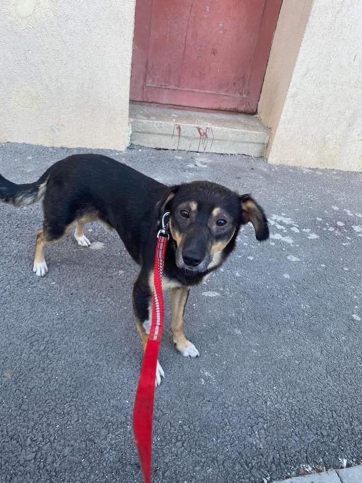 NoahArkrr's tweet photo. 🐾. ELY UPDATE 🐾

Just look at this lovely boy now,Ely was rescued by Camelia Popescu in June, he was in shocking state; malnourished, severe Mange, and basically petrified of everything, poor Ely was then diagnosed with heart worm. https://t.co/iRB4Di8Dvp