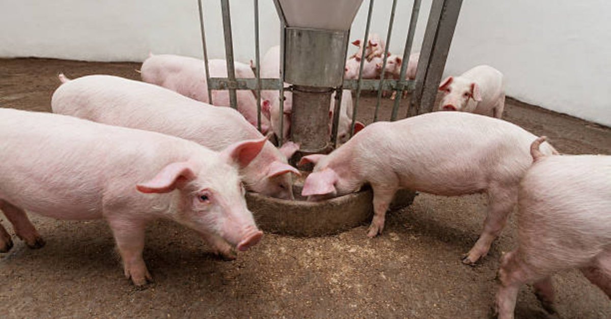 Fibre Content of Feed Linked to #Pig Mortality Caused by Excess Water Intake CWSHIN said the second, third & fourth most frequent clinical problems reported were the result of feed management. For more #swine health information: farms.com/news/fibre-con… #PigHealth #AgTwitter