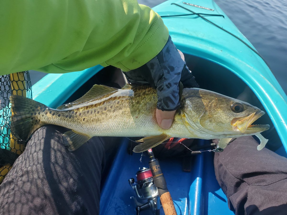FishingTurdle's tweet photo. https://t.co/S0y1ldO782