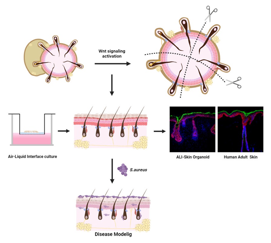 organoidscience's tweet photo. Check out this @iScience_CP paper! 👇

It presents a new air-liquid interface-#SkinOrganoid platform that may be a useful tool for modeling human #SkinDiseases and evaluating the efficacy of novel therapeutics.

Read more: https://t.co/WKQGM2tV75 https://t.co/xTI2X4ZUFn