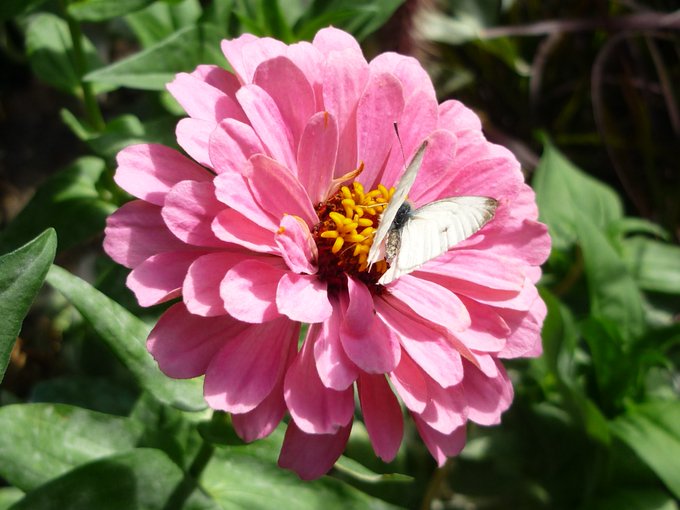 Butterfly on a baby-pink dahlia.