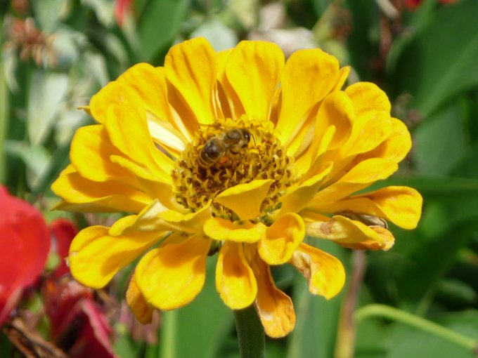 Bee on a yellow zinnia.
