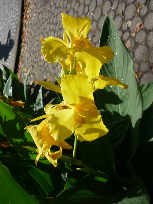 A bright yellow iris.