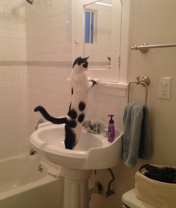 dailyphascats's tweet photo. tatakae https://t.co/NYXwYUDvOK