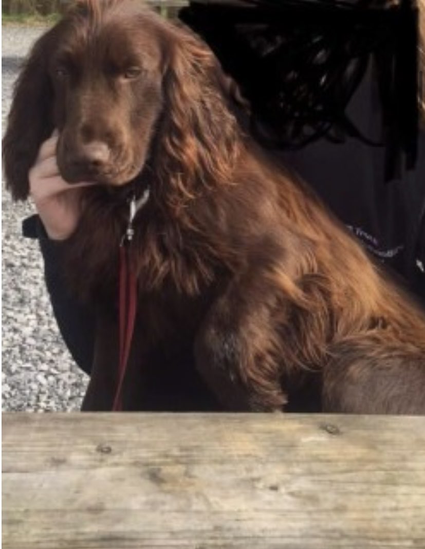 rosieDoc2's tweet photo. #SpanielHour 

CHARLIE was last sighted in the #Corcaghan area 
HE WENT MISSING 4/5/22 (with Jack) from the #THREEMILEINN / #Aghabog SOUTHERN IRELAND 

Still looking Charlie 😞

https://t.co/zlukkBXXSe

@CorcaghanS @CorcaghanPlayer @CorcaghanNS @MissingStolen @bs2510 @thomp918 https://t.co/c80xvCntkc