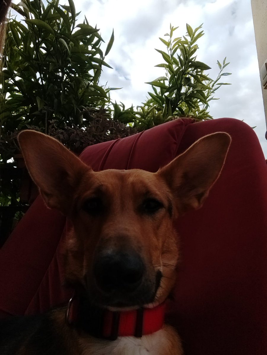 MIF Garchomp 🐲 tweet media