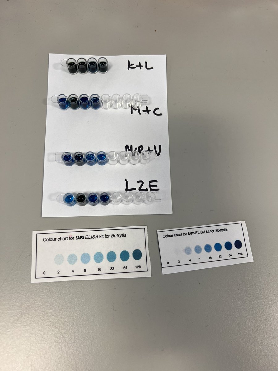 MintlawSci's tweet photo. Revision of ELISA antibody techniques today with #AHBio thanks to @SAPS_News. We had a wee bit of contamination…but we were happy with chance to apply our learning to practical📚 Next up…check test! 🧪 #LearningTogether https://t.co/NWuLwxN2Xo