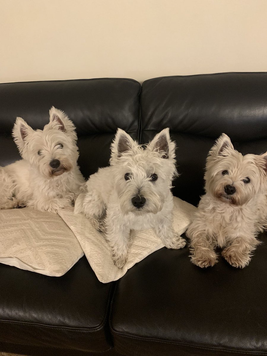 driseborough's tweet photo. *Evening Furpals. 🐶🙌😘 #angus #hamish #magggie https://t.co/2Y7CEldJzm