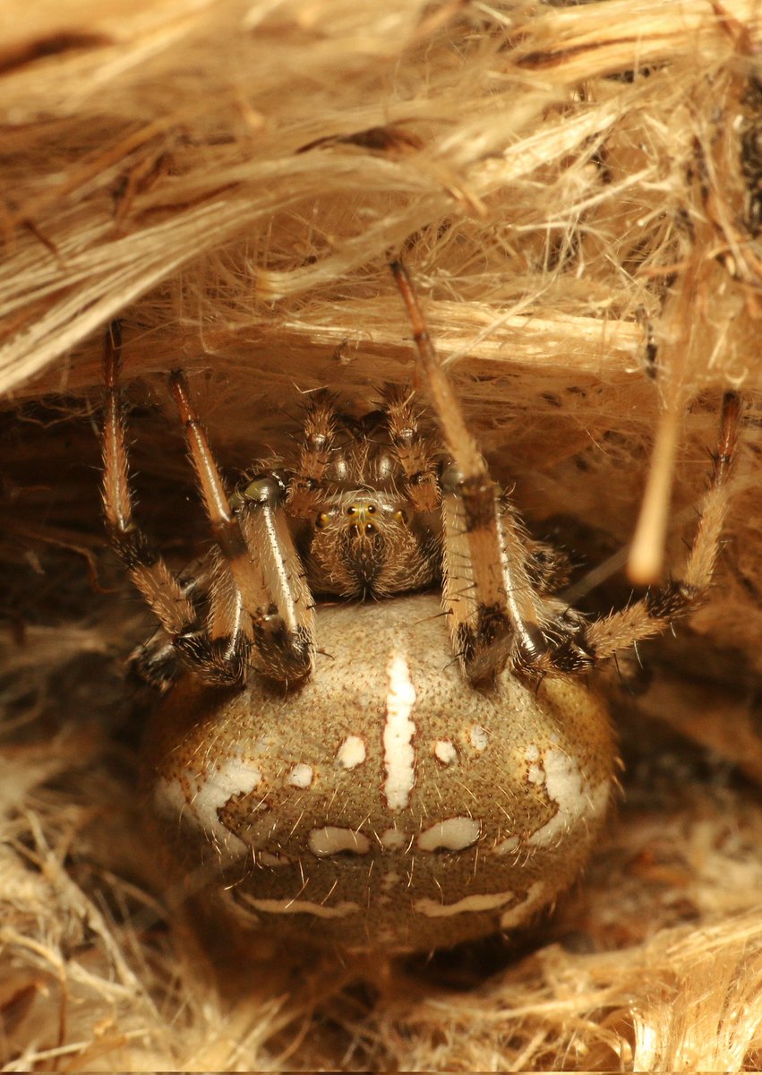 A beautiful olive green Araneus quadratus, tucked into her thistle flower retreat. Cosy! The highest from the ground I've found, at around 3 feet. @BritishSpiders