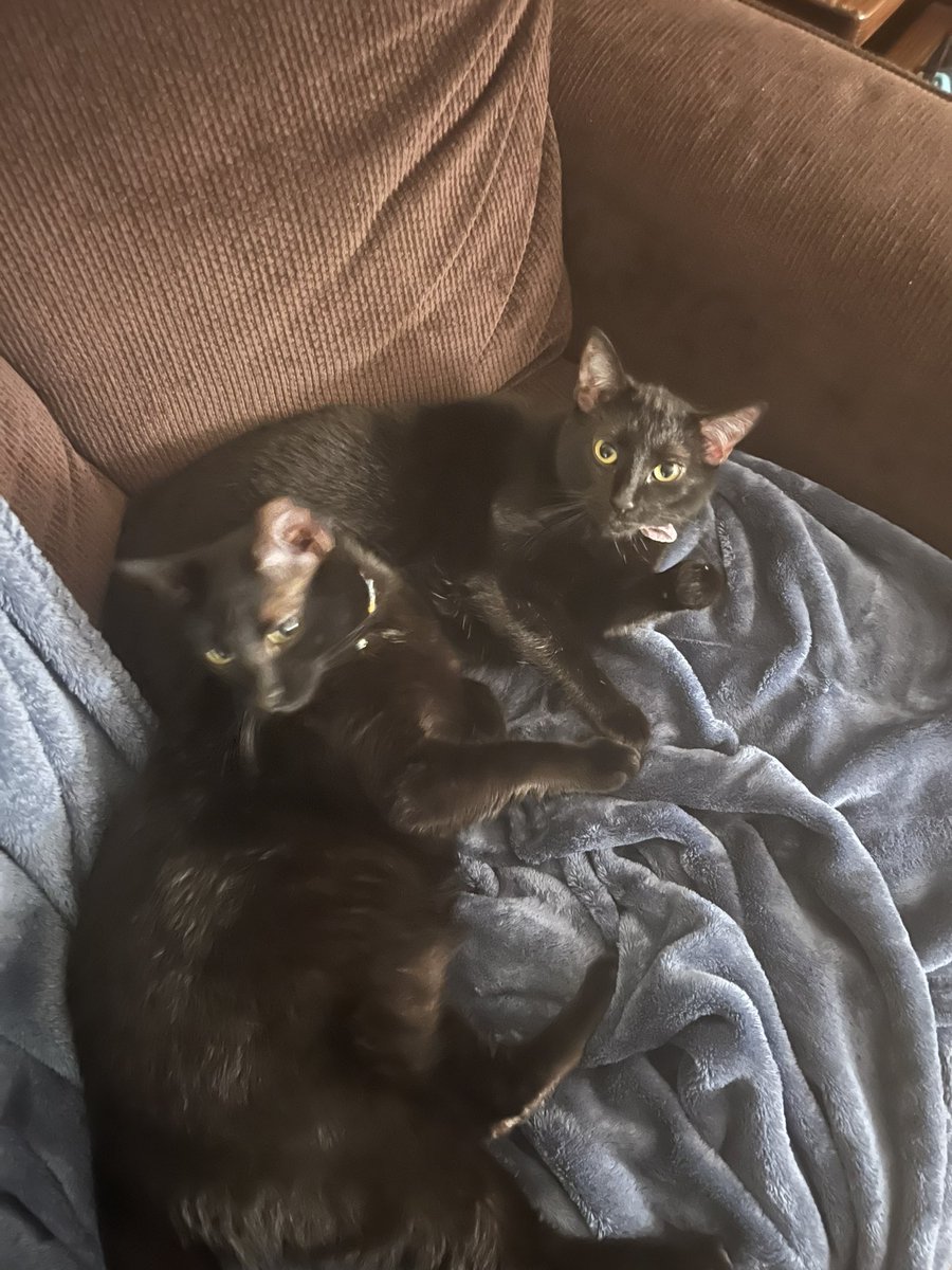 MertyUndying's tweet photo. @AmethystMay_YT My two babies Nyx and Dionysus! Hope you like them 💙 https://t.co/vMcwclDBFN