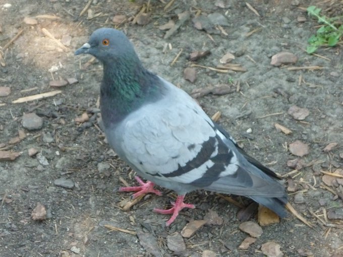 Beautiful inquisitive light grey pigeon with darker head, tail and wing tips.