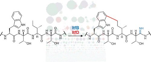 isciverse's tweet photo. Bioinformatic Atlas of Radical SAM Enzyme-Modified RiPP Natural Products Reveals an Isoleucine–Tryptophan Crosslink

@J_A_C_S @isciverse #Chemistry #ChemTwitter #scicomm #news #Technology #Tech #NewsBreak #Trending #research #science #AcademicTwitter 

https://t.co/hUXUbf36L8 https://t.co/XwsytgbgKA