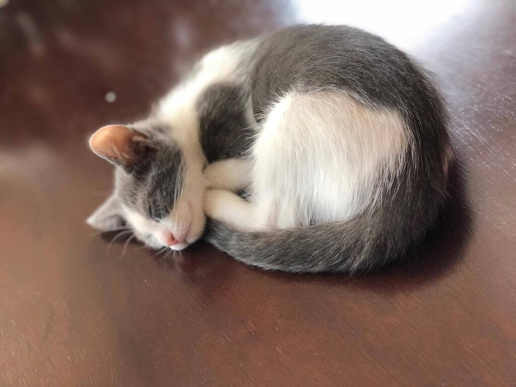 Lola is one of the two new cuties ready to adopt.  LA folks, help me find this kitten a home!  Sweetest li’l ainjil! #fosterkitten #fosterkittensofinstagram instagr.am/p/Cix1hVgvudS/