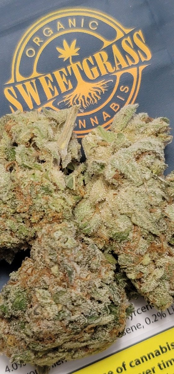 Mario204Super's tweet photo. Sweet Mercy ๐ฟ๐จ๐คฏ #MendozStomper Straight Gas from start to end. #MendoBreath #OzKush #MacStomper #Organic Care was definitely put into this sticky, stinky, gassy fresh goodness ๐คฏ #SweetGrass #Cannabis @SweetgrassCann1 #Winnipeg #CannabisCommunity #indica #sativa https://t.co/aw79lPSvbj