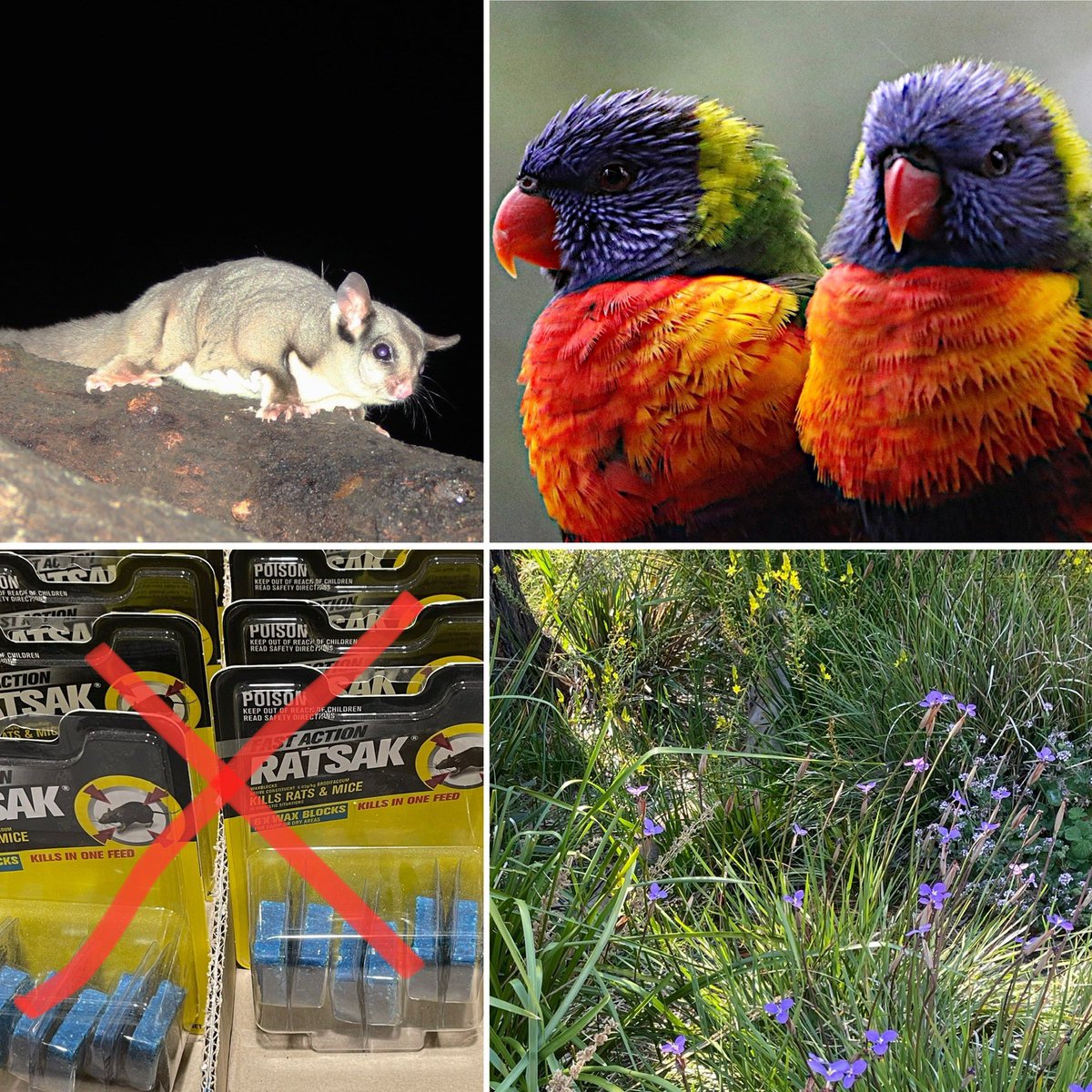 Giving nature a chance in our cities is up to YOU!
Things you can easily do
1) embrace native plants
2) plant a canopy tree
3) plant out your nature strip
4) say no to rat poisons
5) encourage others to do the same
We all need to take collective action. Share the love for nature!